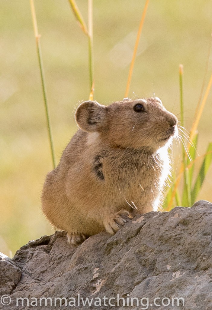 Pallas's Pika