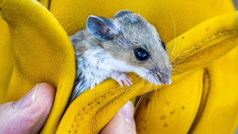 Habitat Notes for California Desert Rodents