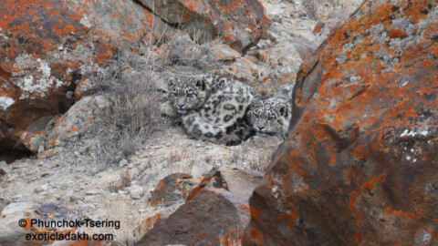 Snow leopard trip in Ladakh 2022