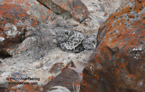 Snow leopard trip in Ladakh 2022