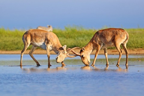 Wild Saiga Antelope Watching and Photography: May 2019