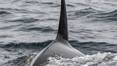 Baird’s Beaked Whale in California (not chaseable)