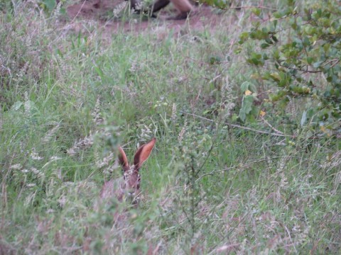 Help with identification of a hare in Kruger NP