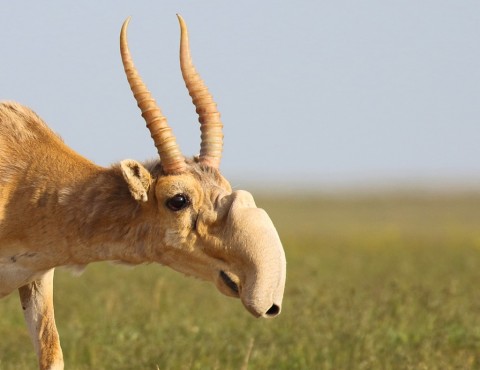 New Dates For Wild Saiga Trip, End Of May 2019