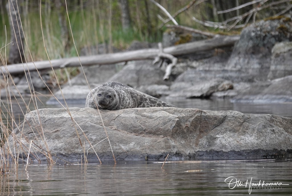 Saimaa Ringed Seal (Phoca hispida saimensis) in Linnansaari National Park, Finland