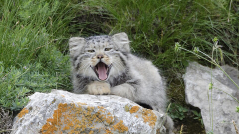 Mammalwatching Podcast: Terry Townsend and China’s Valley of the Cats