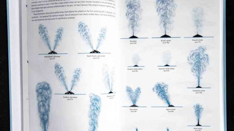 New Cetacean Guide by Mark Carwardine