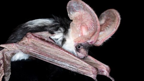 Places available on a Spotted Bat Research Trip in Arizona, June 19-22, 2022